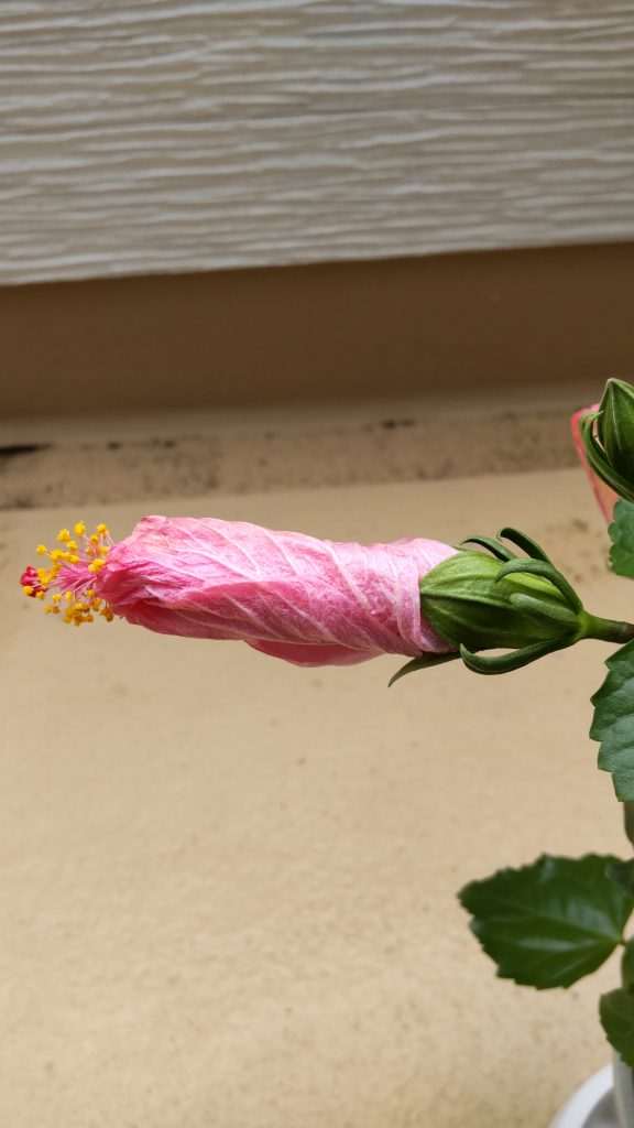 hibiscus_flower1